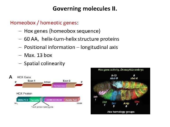 Governing molecules II. Homeobox / homeotic genes: – Hox genes (homeobox sequence) – 60