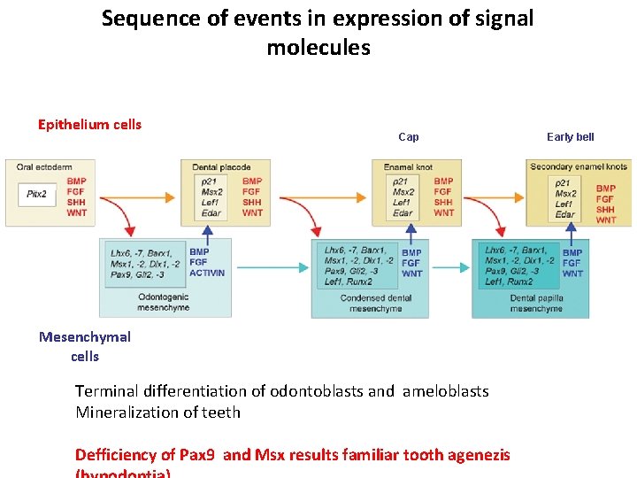 Sequence of events in expression of signal molecules Epithelium cells Cap Mesenchymal cells Terminal