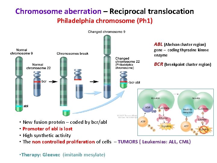 Chromosome aberration – Reciprocal translocation Philadelphia chromosome (Ph 1) ABL (Abelson cluster region) gene