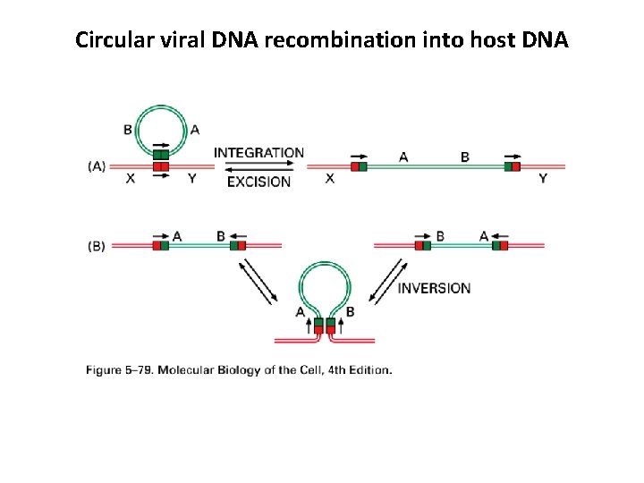 Circular viral DNA recombination into host DNA 