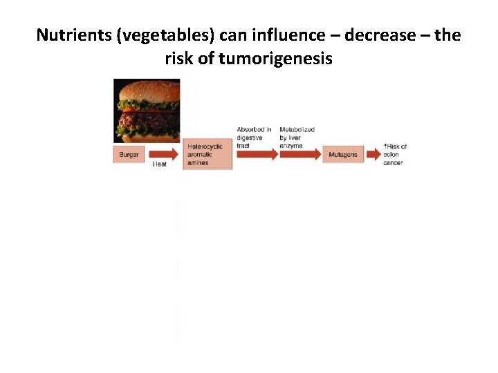 Nutrients (vegetables) can influence – decrease – the risk of tumorigenesis 