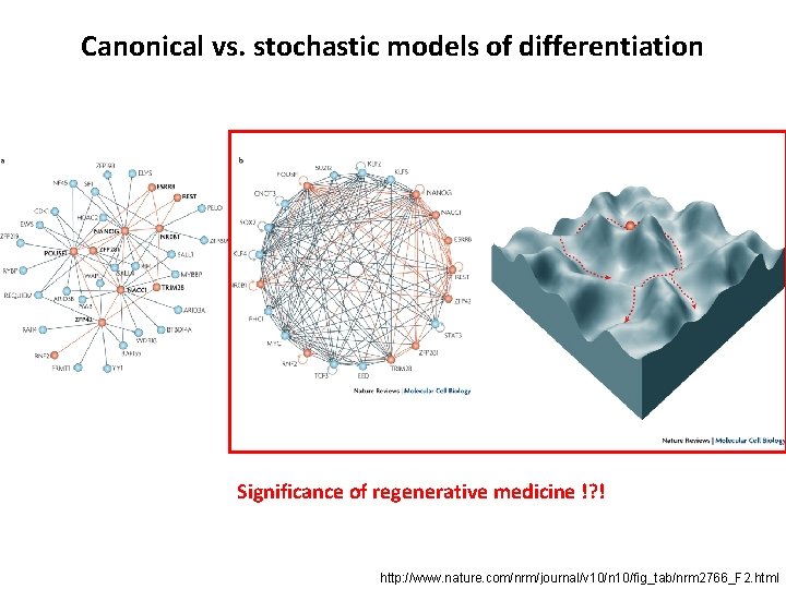Canonical vs. stochastic models of differentiation Significance of regenerative medicine !? ! http: //www.