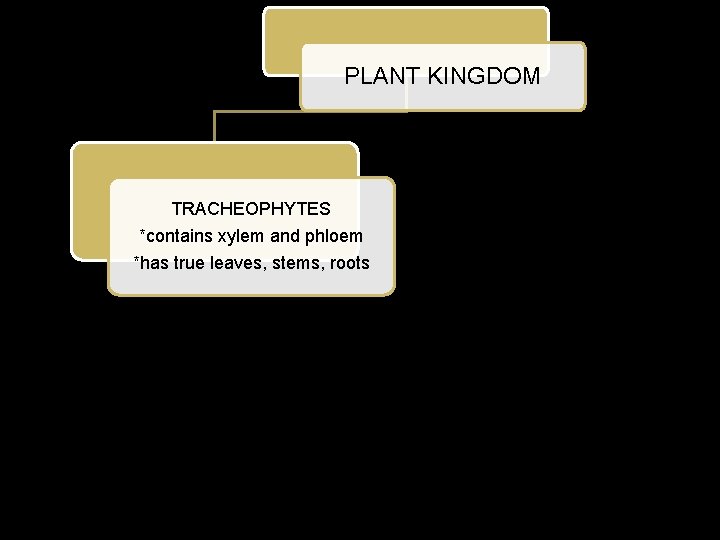 PLANT KINGDOM TRACHEOPHYTES *contains xylem and phloem *has true leaves, stems, roots 