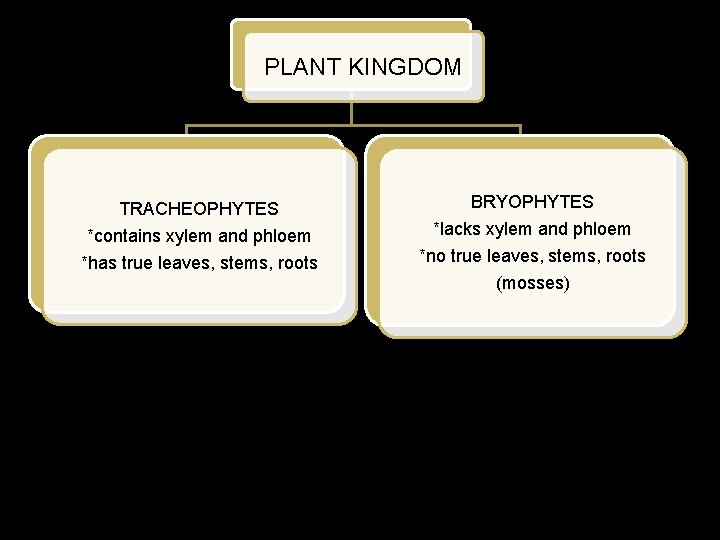 PLANT KINGDOM TRACHEOPHYTES *contains xylem and phloem *has true leaves, stems, roots BRYOPHYTES *lacks