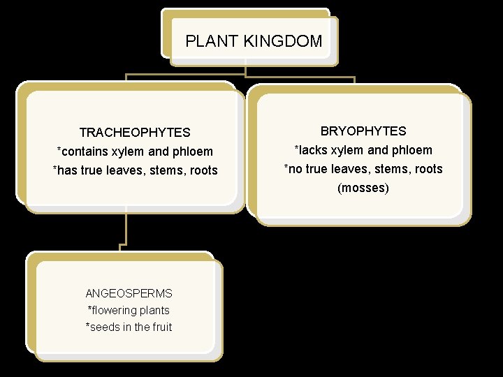 PLANT KINGDOM TRACHEOPHYTES *contains xylem and phloem *has true leaves, stems, roots ANGEOSPERMS *flowering