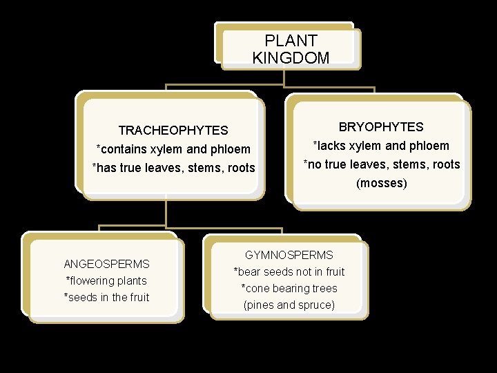 PLANT KINGDOM TRACHEOPHYTES BRYOPHYTES *contains xylem and phloem *has true leaves, stems, roots *lacks