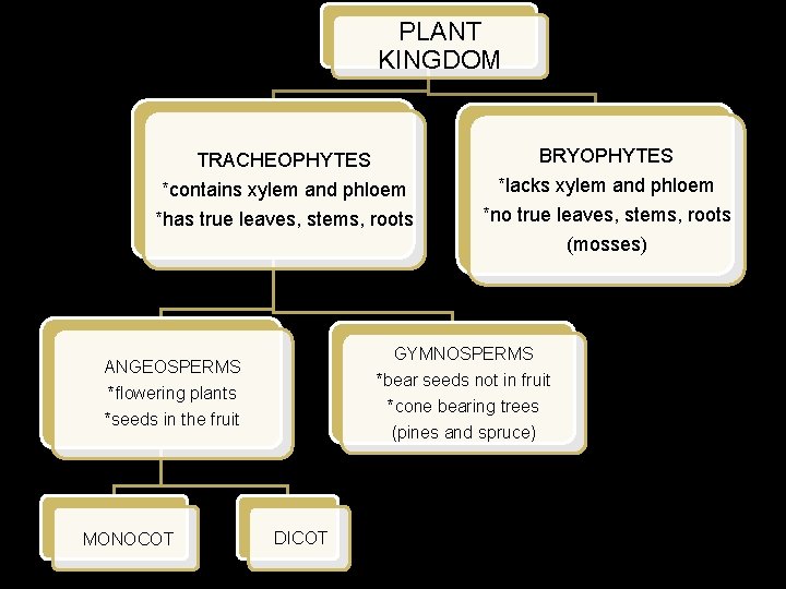 PLANT KINGDOM TRACHEOPHYTES BRYOPHYTES *contains xylem and phloem *has true leaves, stems, roots *lacks