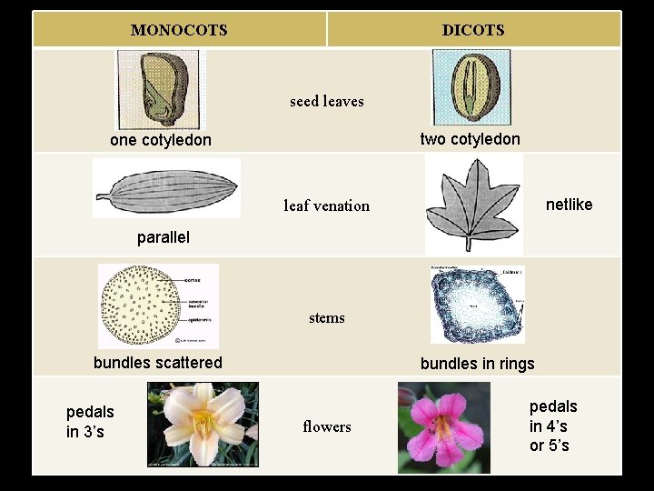 MONOCOTS DICOTS seed leaves two cotyledon one cotyledon netlike leaf venation parallel stems bundles