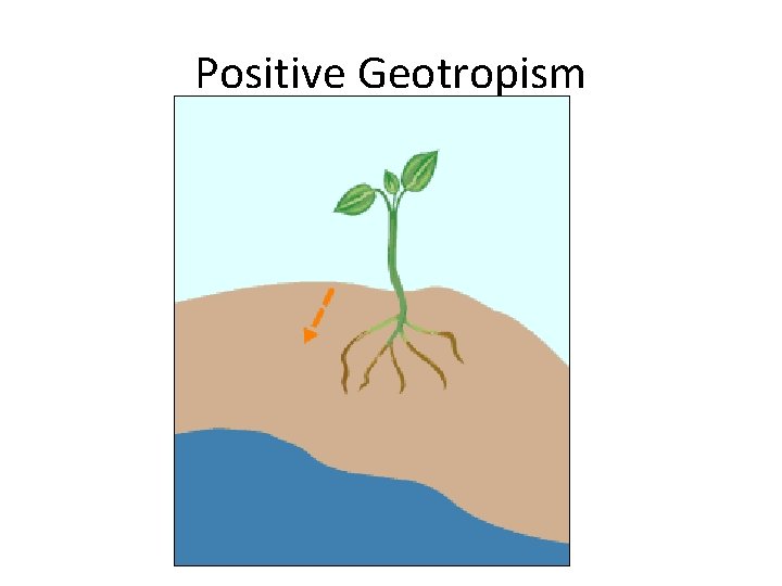 Positive Geotropism 