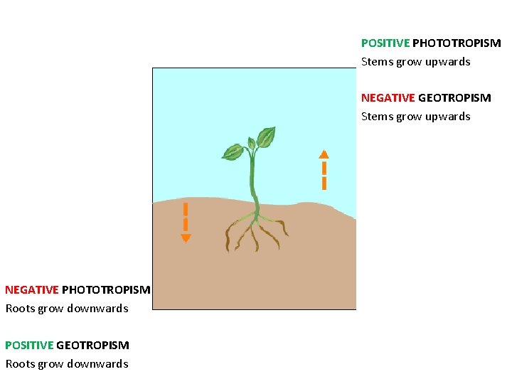 POSITIVE PHOTOTROPISM Stems grow upwards NEGATIVE GEOTROPISM Stems grow upwards NEGATIVE PHOTOTROPISM Roots grow