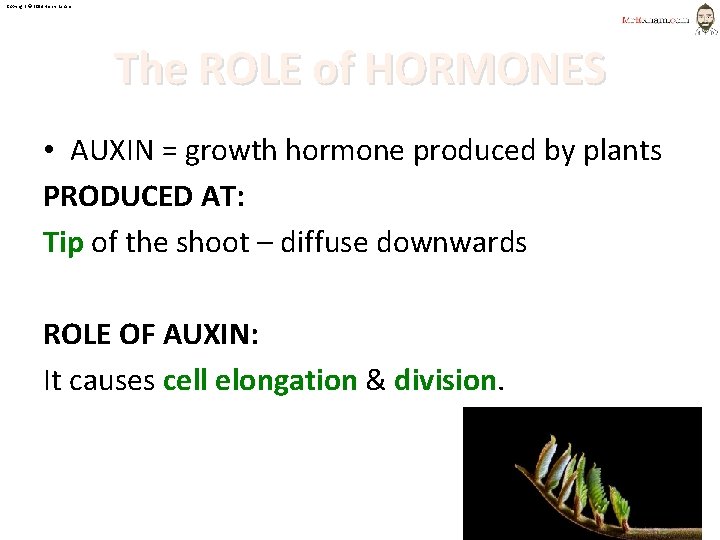 Copyright © 2014 Henry Exham The ROLE of HORMONES • AUXIN = growth hormone