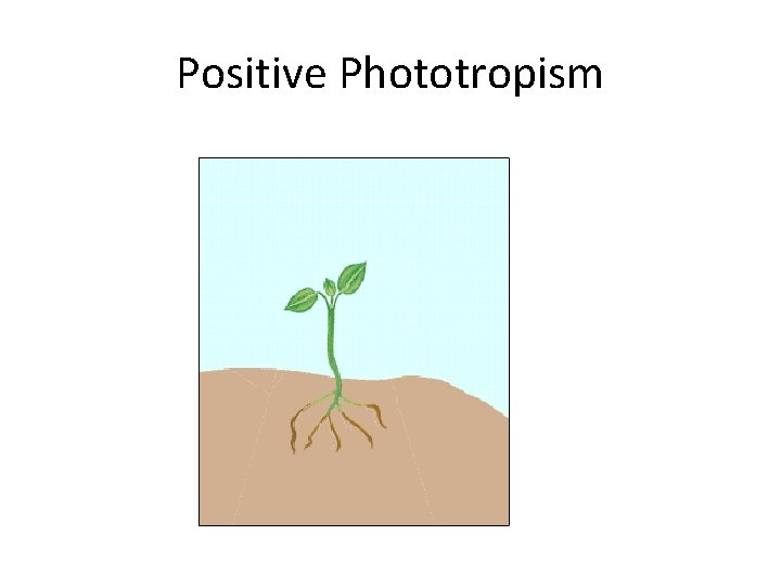 Positive Phototropism 