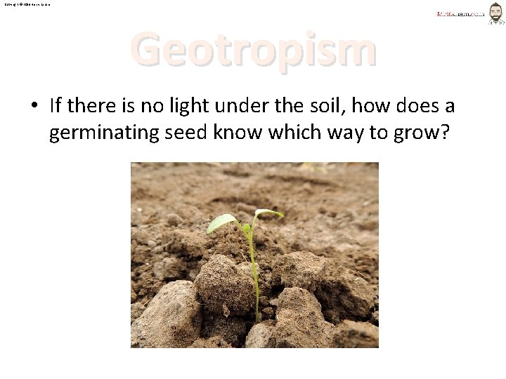 Copyright © 2014 Henry Exham Geotropism • If there is no light under the