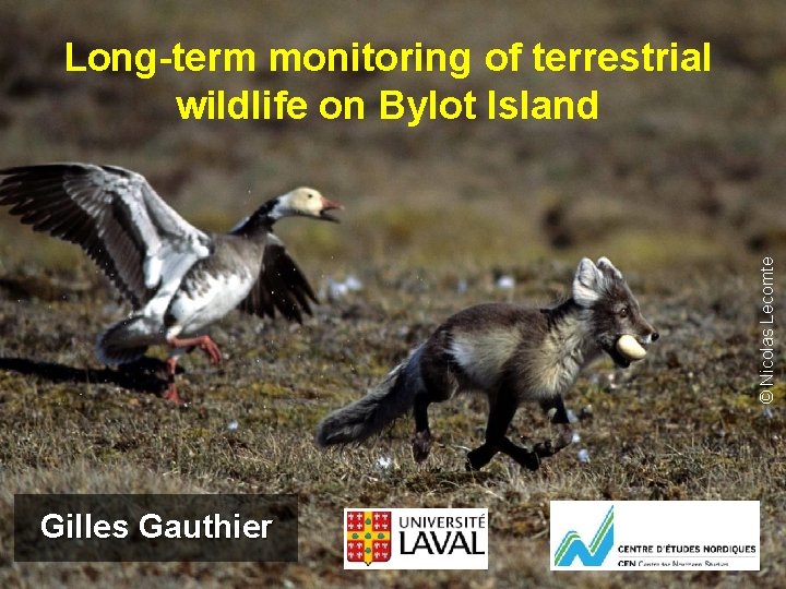 © Nicolas Lecomte Long-term monitoring of terrestrial wildlife on Bylot Island Gilles Gauthier 