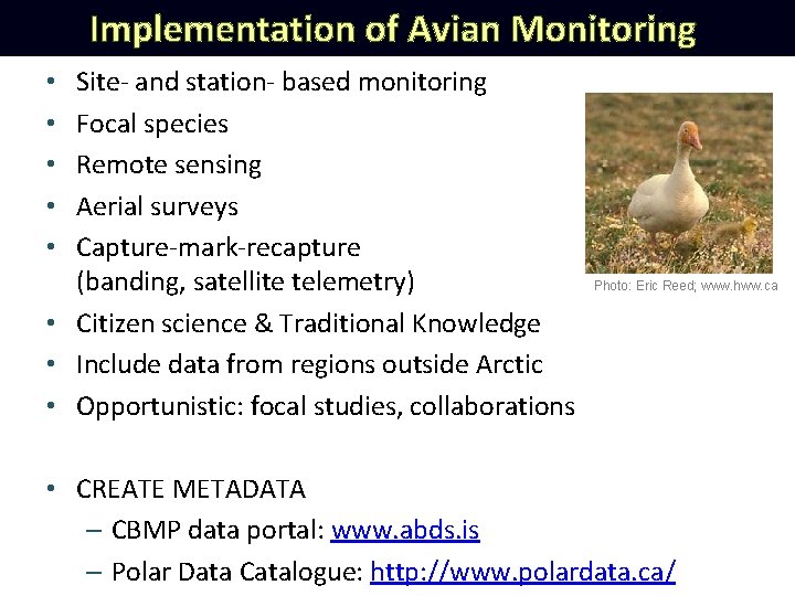 Implementation of Avian Monitoring Site- and station- based monitoring Focal species Remote sensing Aerial