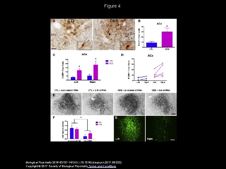 Figure 4 Biological Psychiatry 2018 83137 -147 DOI: (10. 1016/j. biopsych. 2017. 08. 023)