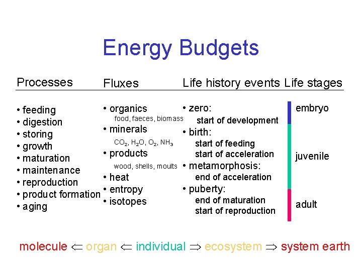 Energy Budgets Processes Fluxes Life history events Life stages • zero: • organics •