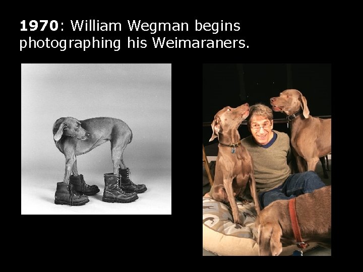 1970: William Wegman begins photographing his Weimaraners. 