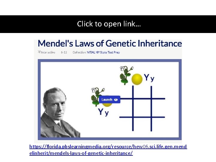Click to open link… https: //florida. pbslearningmedia. org/resource/hew 06. sci. life. gen. mend elinherit/mendels-laws-of-genetic-inheritance/