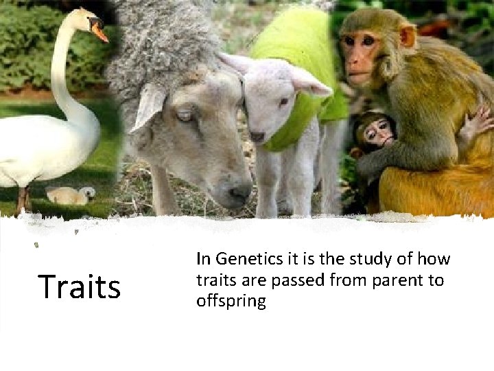 Traits In Genetics it is the study of how traits are passed from parent
