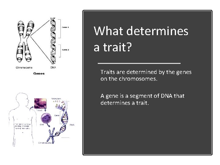 What determines a trait? Traits are determined by the genes on the chromosomes. A