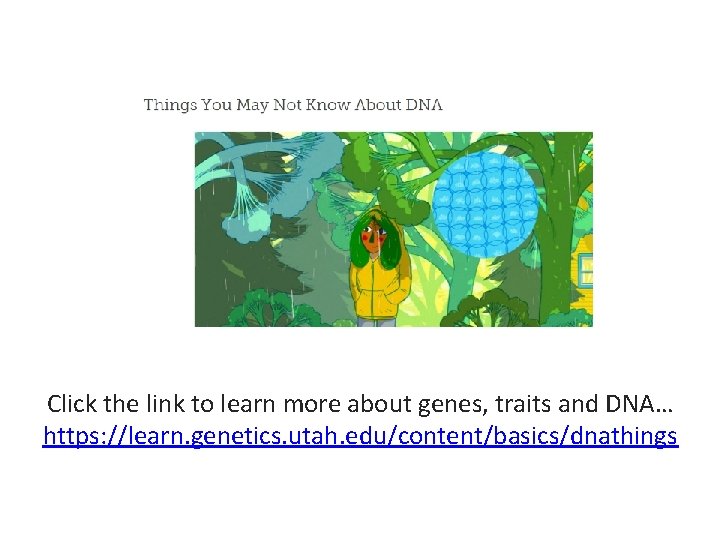 Click the link to learn more about genes, traits and DNA… https: //learn. genetics.