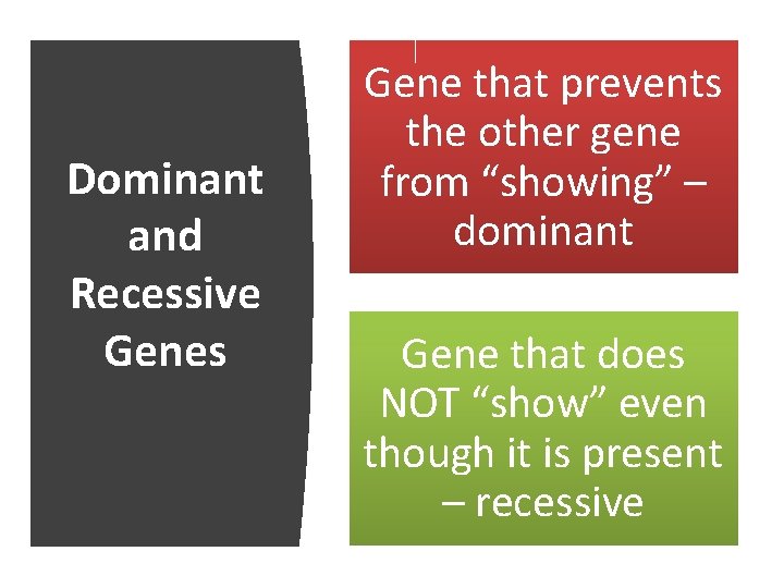 Dominant and Recessive Genes Gene that prevents the other gene from “showing” – dominant