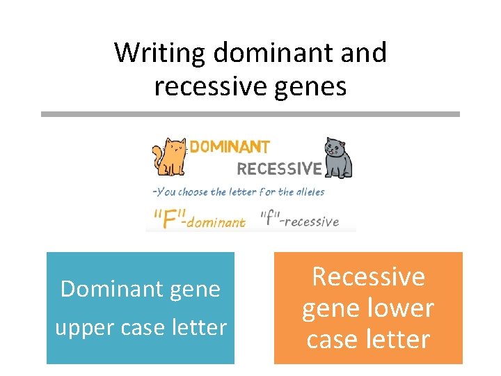 Writing dominant and recessive genes Dominant gene upper case letter Recessive gene lower case
