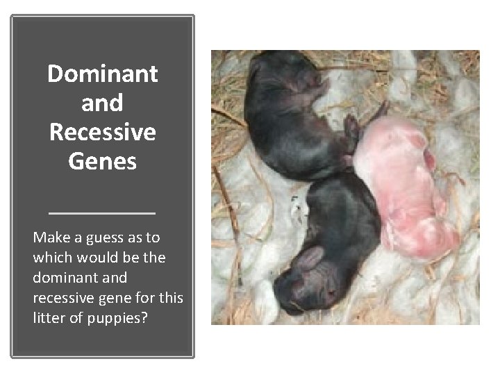 Dominant and Recessive Genes Make a guess as to which would be the dominant