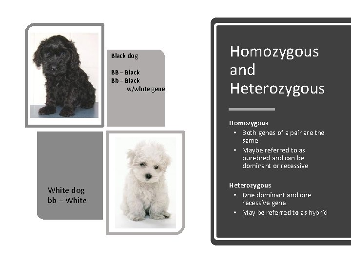 Black dog BB – Black Bb – Black w/white gene Homozygous and Heterozygous Homozygous