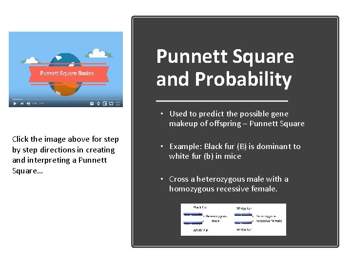 Punnett Square and Probability • Used to predict the possible gene makeup of offspring