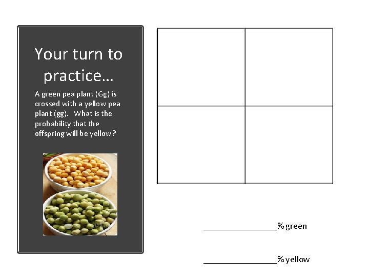 Your turn to practice… A green pea plant (Gg) is crossed with a yellow