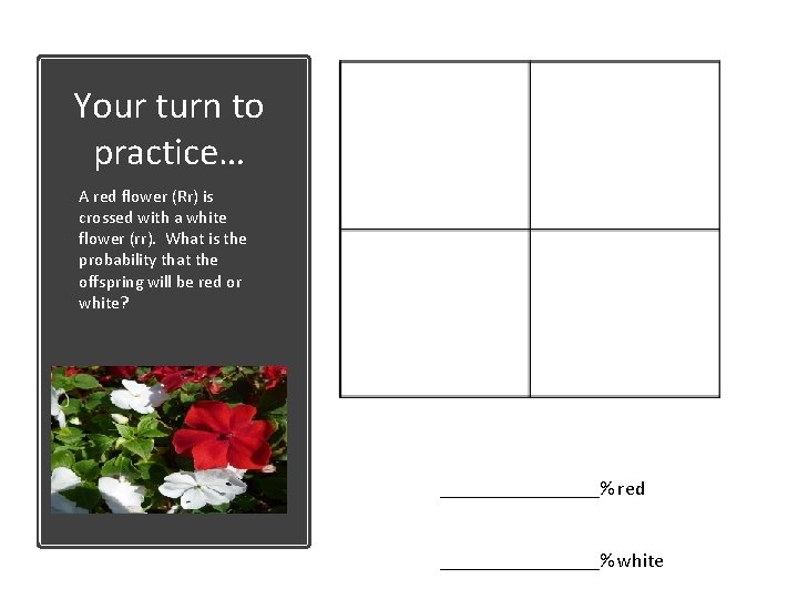 Your turn to practice… A red flower (Rr) is crossed with a white flower