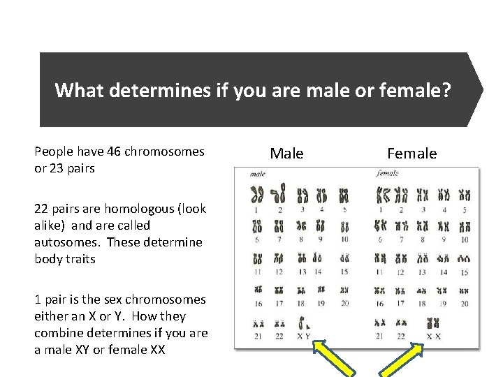 What determines if you are male or female? People have 46 chromosomes or 23