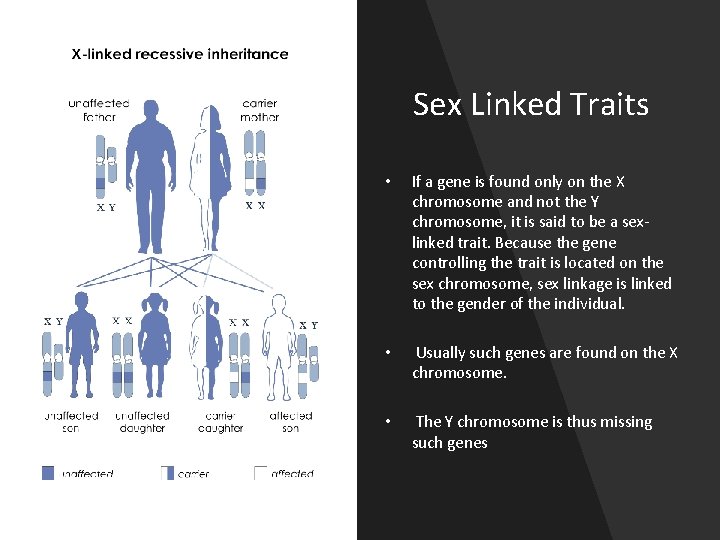 Sex Linked Traits • If a gene is found only on the X chromosome
