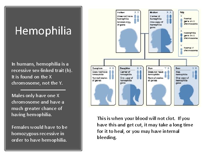 Hemophilia In humans, hemophilia is a recessive sex-linked trait (h). It is found on
