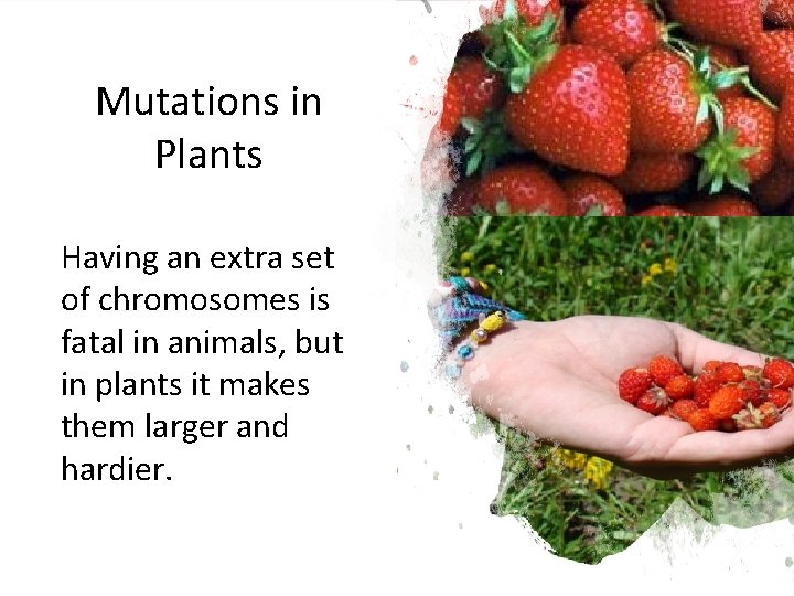 Mutations in Plants Having an extra set of chromosomes is fatal in animals, but