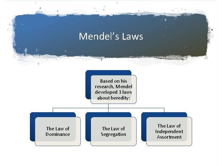 Mendel’s Laws Based on his research, Mendel developed 3 laws about heredity: The Law