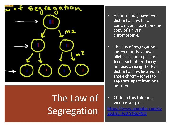 The Law of Segregation • A parent may have two distinct alleles for a