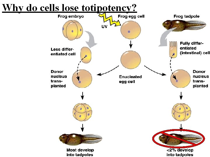 Why do cells lose totipotency? 