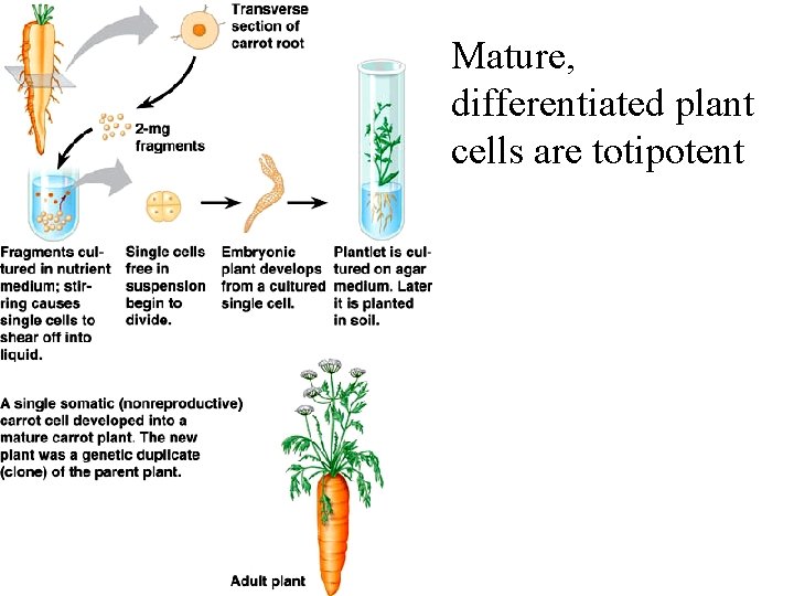 Mature, differentiated plant cells are totipotent 