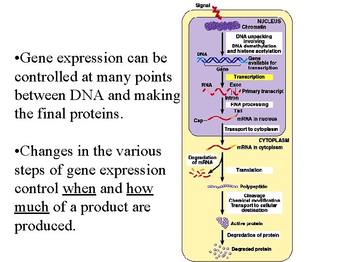  • Gene expression can be controlled at many points between DNA and making