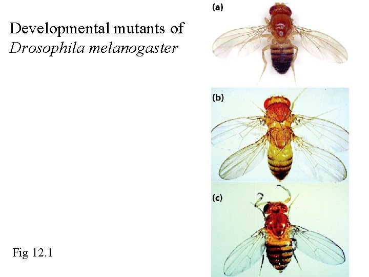 Developmental mutants of Drosophila melanogaster Fig 12. 1 