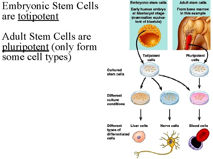 Embryonic Stem Cells are totipotent Adult Stem Cells are pluripotent (only form some cell