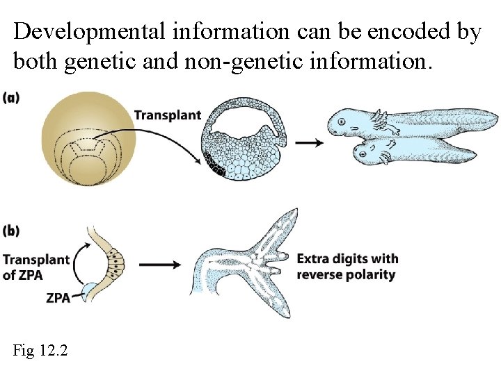 Developmental information can be encoded by both genetic and non-genetic information. Fig 12. 2