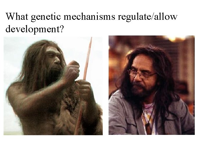 What genetic mechanisms regulate/allow development? 