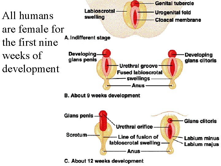 All humans are female for the first nine weeks of development 