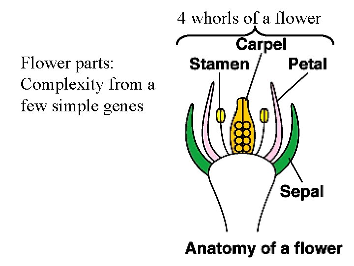 4 whorls of a flower Flower parts: Complexity from a few simple genes 