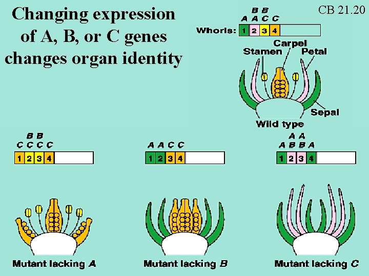 Changing expression of A, B, or C genes changes organ identity CB 21. 20