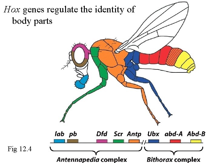 Hox genes regulate the identity of body parts Fig 12. 4 